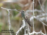 Honduran Emerald